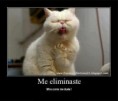 /album/fotogaleria/imagenes-graciosas-para-facebook-gatos-jpg/